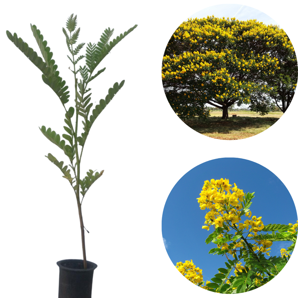 Canafístula - Kit com 100 mudas