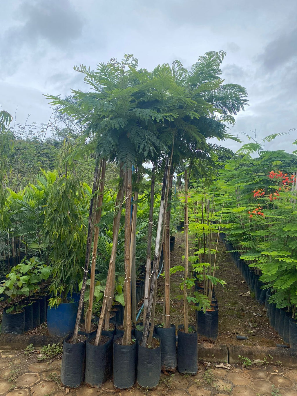 Canafístula - Kit com 100 mudas