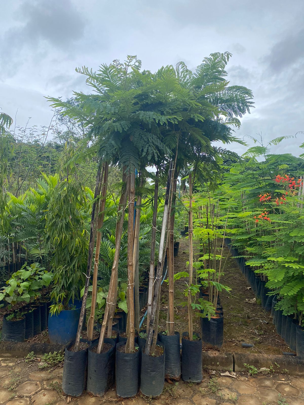 Canafístula - Kit com 10 mudas